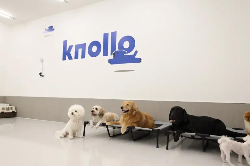 펫펨족을 넘어, 모두의 아지트: 놀로