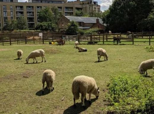 도시 속의 농촌, 런던의 '해크니 시티팜'이 우리에게 던지는 질문